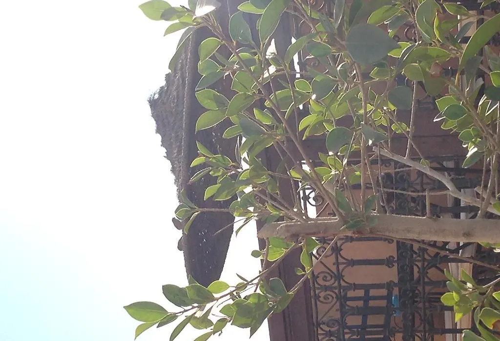 Riad Hiba-1